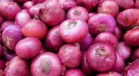Onion prices in downward trend at Hili
