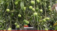 Half a million tonne mango yields expected from Rajshahi