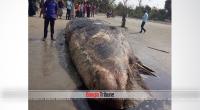Forty-feet-long dead whale washes up on Kuakata beach