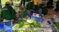 Satkhira mangoes getting popular in Europe