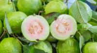 5 Amazing Guava Benefits