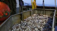Call for boosting marine fish production