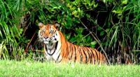 Royal Bengal tiger number rises to 114