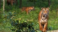 Number of tigers expected to rise: Expert