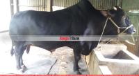 Kalababu: Tangail’s behemoth bull with a price tag of Tk 1.5m