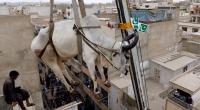 Rooftop cattle get crane lift to the ground in Karachi