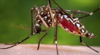 Doctors advise caution as Dengue cases keep rising