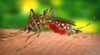 Dengue recrudescence; people asked to be careful