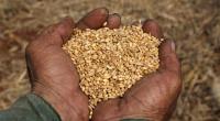 Bangladesh to buy 50,000 tonnes wheat from Russia