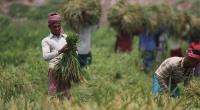 Farmers denied loans as banks cite liquidity crisis