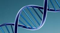 Work for National DNA database in limbo