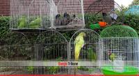 Forty-eight birds in captivity return home