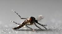 18-month-old dies from dengue