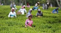 Clean drinking water, better sanitation for tea garden workers