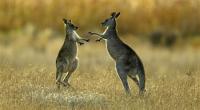 Australian man jailed for brutal killing of kangaroo in filmed attack