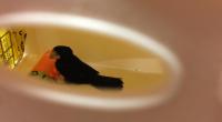 Finches found in luggage at NY airport