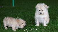 China's first pet cloning service duplicates star pooch