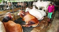 WB to give $500m assistance to improve livestock, dairy