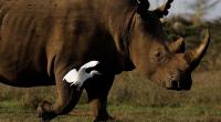 Tech firm Sigfox develops tiny tracker to help fight rhino poaching