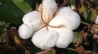 Char farmers eyeing profit from cotton cultivation