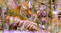 Sundarbans’ tigers could go extinct by 50 years: Study