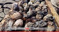 32 grenades found in Khulna fish enclosure