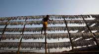 Cox’s Bazar dry fish processing zone on the card