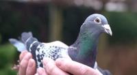 Racing pigeon sells for world record $1.5m at auction