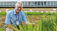 Work underway for a dramatic rise in rice yield: IRRI DG