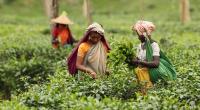 Bangladesh likely to see record tea output again