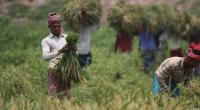 Farmers harvest Boro ahead of schedule due to bad weather in Moulvibazar haors