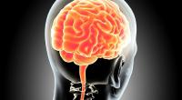 Moral decisions linked to brain activity: Study