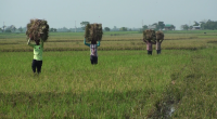 Scarcity of workers to harvest paddy in Sunamganj