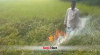 Another frustrated farmer sets paddy plants ablaze