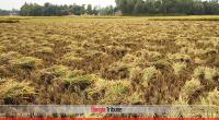 Govt procured 12 percent of targeted paddy: Minister