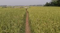 Farmers facing losses due to high cultivation cost