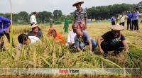 Chuadanga DC helps farmers to harvest paddy