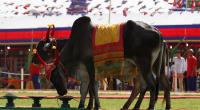 Cambodia's royal oxen predict plentiful rice harvest amid EU tariffs