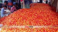 Summertime tomato production brings bonanza for Dinajpur farmers
