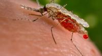 Multidrug-resistant malaria spreading in Southeast Asia