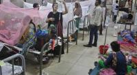 Over 700 hospitalised with dengue in 24 hrs