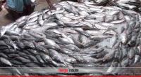 Hilsa production doubles in 10 years: Minister