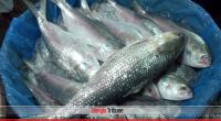 Confiscated Hilsa given to orphanages, old homes