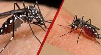 Time needed to assess post-Eid holiday impacts of dengue