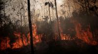 Brazil sends army to fight Amazon fires