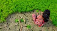 Adapting to climate change can pay off manifold: Experts