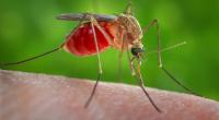 Dengue declining, West Nile virus on the way