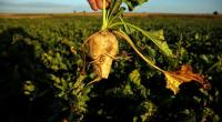 Farmers losing up to 20pc of produce: UN