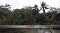 Cyclone Bulbul damaged nearly 5,000 trees in Sundarbans