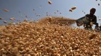 Bangladesh to import another 50,000 tonne wheat